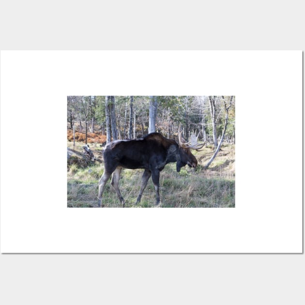 Male moose in the woods Wall Art by josefpittner